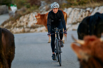 Fototapeta premium Female Cyclist Riding Through Rural Road With Cows Nearby During Outdoor Training Ride