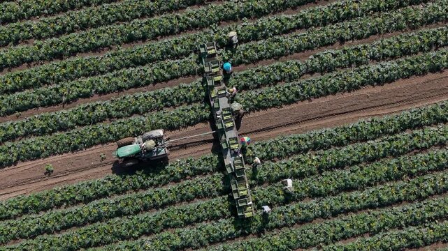 Zucchini Harvest in Italy. Farm Workers Picking and Packing Fresh Squash from the Field