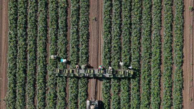 Aerial View of Workers Harvesting Fresh Zucchini in an Italian Field