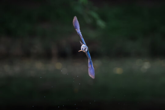 Collared Kingfisher, Todiramphus chloris, in flight in forest park, dynamic head-on flight, variable plumage pattern, greenish-blue crown and upperparts with white collar, dramatic smooth background