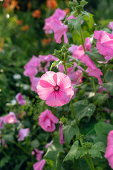 Cluster of fresh pink garden flowers with broad petals and water droplets on green foliage © Mikhail Mishchenko