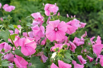 Cluster of fresh pink garden flowers with broad petals and water droplets on green foliage © Mikhail Mishchenko