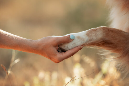 Close-up of a Nova Scotia Duck Tolling Retriever paw resting in a human hand, warm natural light and soft meadow background