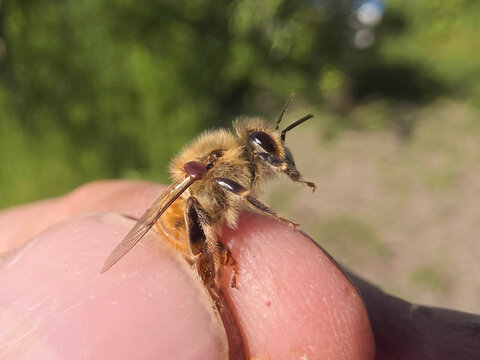 A Varroa mite at the base of a bee's wing.
