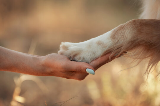 Close-up of a Nova Scotia Duck Tolling Retriever paw touching a human hand, warm sunlight and blurred natural meadow background