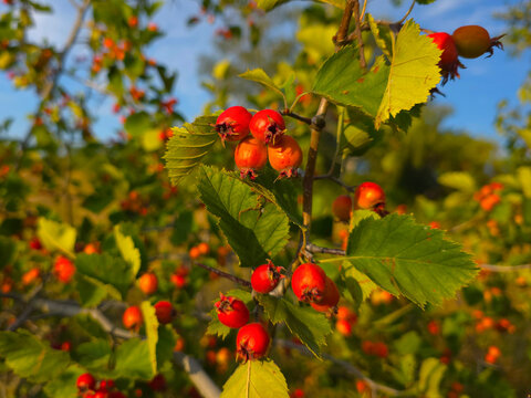 Hawthorn fruits ripen at the end of summer.