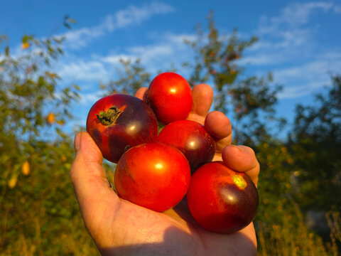 Tomatoes in a farmers hand.  Autumn is harvest time. Grown tomatoes. 