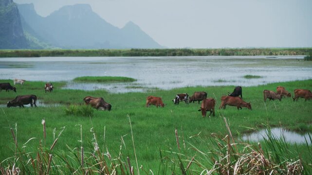 Herd of cows grazing in green wetland meadow near lake with mountains background.