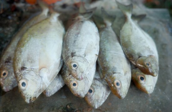 Fresh Indian grouper before cooking