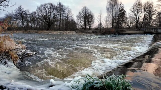 Fast river current flowing over a water weir, foaming water, frosty grass and plant tufts in foreground, bare trees on banks, winter sunny light.