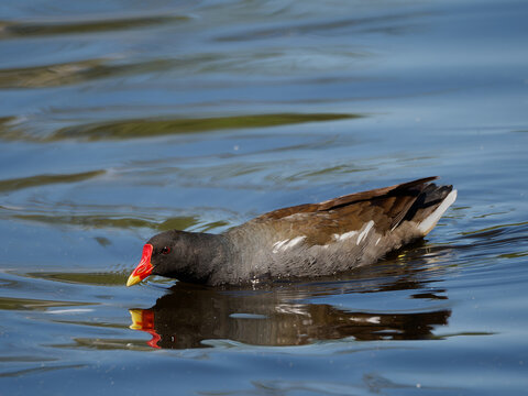 Common moorhen (Gallinula chloropus) walking on a muddy riverbank. Full body profile shot of a wild aquatic waterhen bird searching for food near a pond on a sunny day.