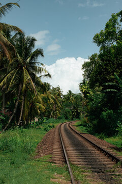 Curved Railway Tracks Passing Through Tropical Jungle in Sri Lanka