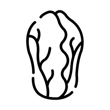 Lettuce icon