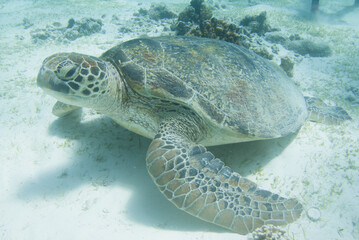 The patterned head, shell and broad front flipper of a turtle fill the underwater frame. © Masakazu Tokashiki