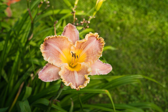 Hemerocallis fulva daylily with ruffled petals in a home garden  
