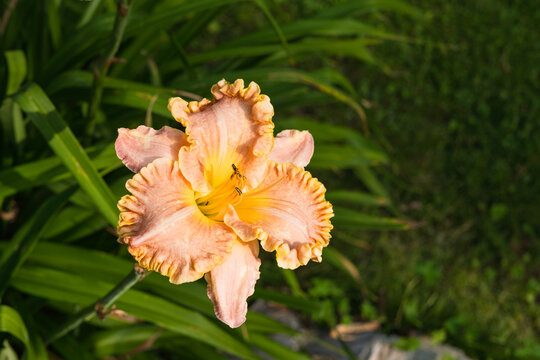 Hemerocallis fulva daylily pink summer flower in home garden  