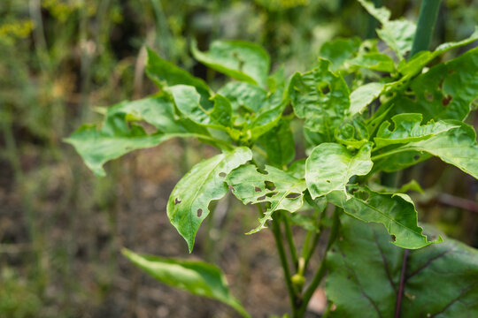 Pepper plant leaves heavily damaged by garden pest infestation