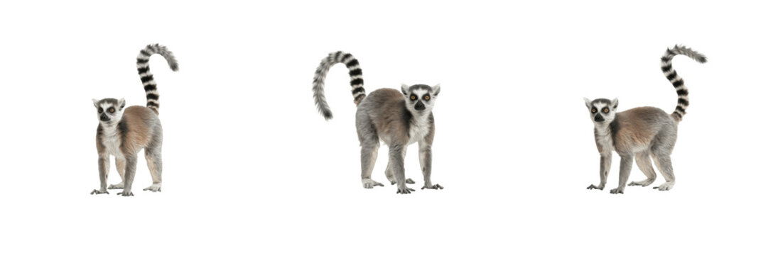 Set of three ring-tailed lemurs standing isolated on white background wild primate animal graphic design collection