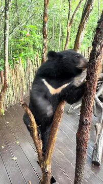 Black Bear Climbing and Playing on Wooden Structure