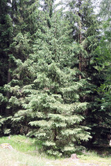 Young spruce tree on a forest trail near Wodospad Kamieńczyk waterfall in Karkonosze Mountains, Poland © E-lona