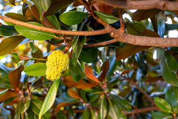 Immature Magnolia Seed Pod Growing on Tree Branch. Close view of an immature yellow magnolia seed pod growing among glossy green leaves and woody branches in natural sunlight. © Iryna