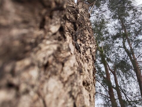 tree bark texture