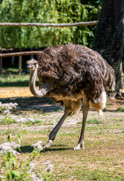 Adult ostrich standing on grass in a sunny woodland enclosure, facing left with its long neck raised and detailed brown feathers and powerful legs visible