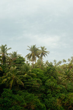 Dense tropical green foliage and palm tree tops in Sri Lanka