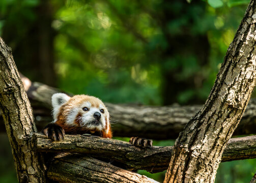 Red panda looking toward the camera while resting on a tree branch, with reddish fur and white facial markings surrounded by blurred green forest
