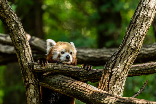 Red panda peeking over a tree branch in a green forest, showing its face, paws and reddish fur against softly blurred foliage with copy space