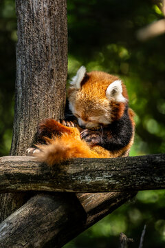 Red panda sitting on a tree branch and grooming its fur with its paws, showing its reddish coat, bushy tail and white facial markings in the forest