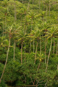 Aerial View of Lush Coconut Palms and Exotic Forest in Sri Lanka