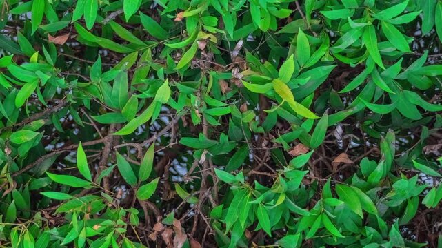 Seamless rotating loop of lush green garden bush foliage, featuring dense tropical leaves, natural plant branches, and vibrant organic shrub background patterns.