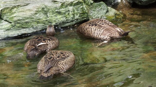 Female eider ducks swimming together in a clear pond next to rocks