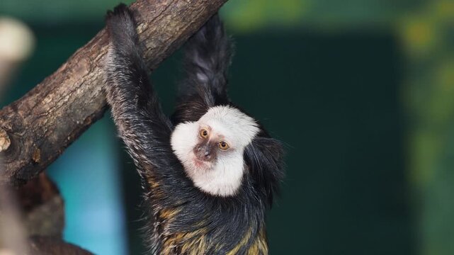 White headed marmoset hanging from a branch, looking at the camera