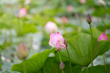 Close‑up of pink lotus bud with soft green leaves in calm natural outdoor setting © Mikhail Mishchenko