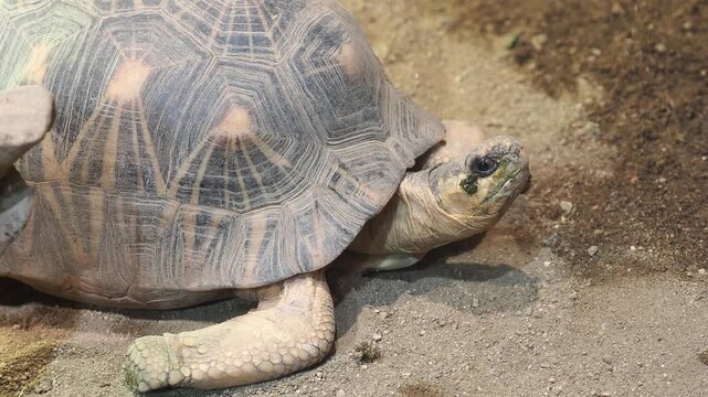 Radiated tortoise displaying its intricate shell pattern while moving slowly