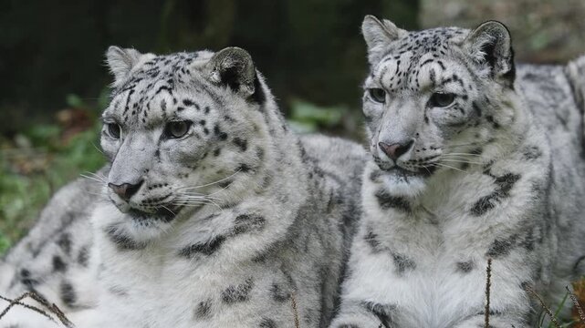 Two rare snow leopards laying down in their natural habitat