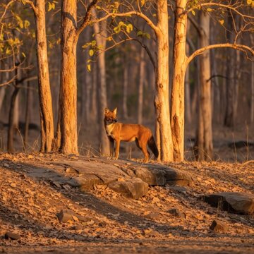 Wild dhole standing alert on rocky forest floor during warm autumn sunset in natural woodland habitat