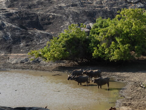 Herd of Wild Water Buffaloes Standing in Waterhole at National Park, Sri Lanka. Majestic Asian Buffalo Wildlife Safari in Rocky Landscape and Tropical Bush Habitat
