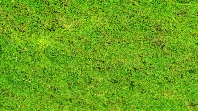 Seamless rotating loop of vibrant green grass lawn turf texture, featuring lush fresh meadow blades and natural outdoor ground patterns.