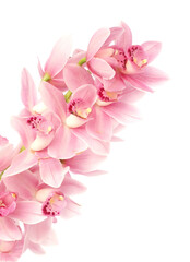 Pink flower orchid © valeriy555