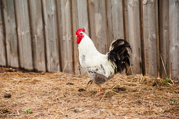 Rooster in the village © SGr