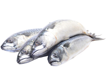 Fototapeta premium Fresh fish mackerel on white background