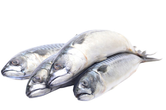 Fresh fish mackerel on white background