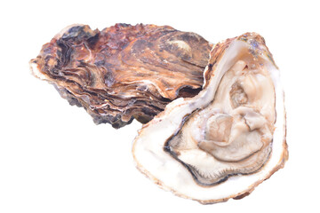 Oysters on a white background © valeriy555