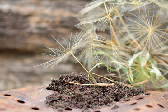 Oat root seeds