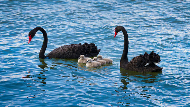 Australian black swan pair protecting young cygnets