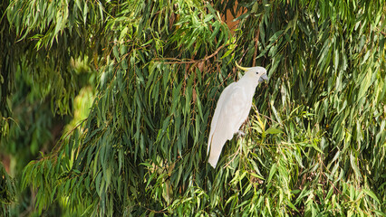 Sulphur crested cockatoo perched in leafy gum tree © Alistair