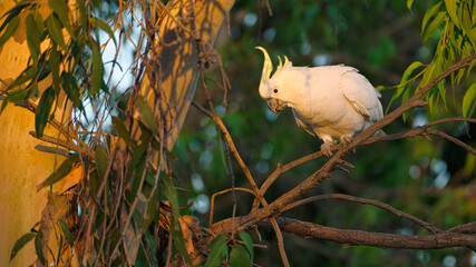 Sulphur crested cockatoo perched alone in eucalyptus branches © Alistair